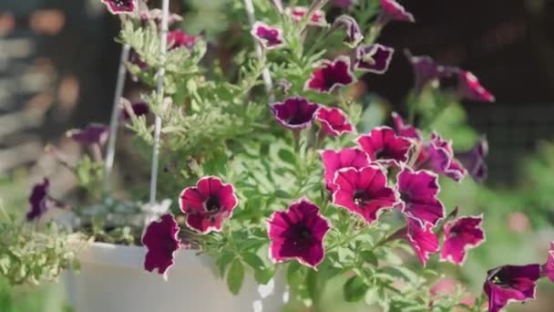 Petunia Flowers White Garden Pot Hung Decorate Backyard House — Stockvideo