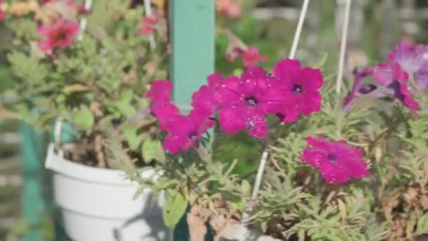 Petunia Flowers White Garden Pot Hung Decorate Backyard House — Stockvideo