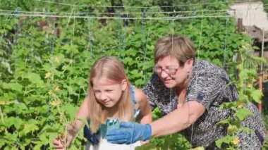 Grandmother and granddaughter in garden plot carefully examine plants growing there. Grandmother teaches her granddaughter to take care of plants