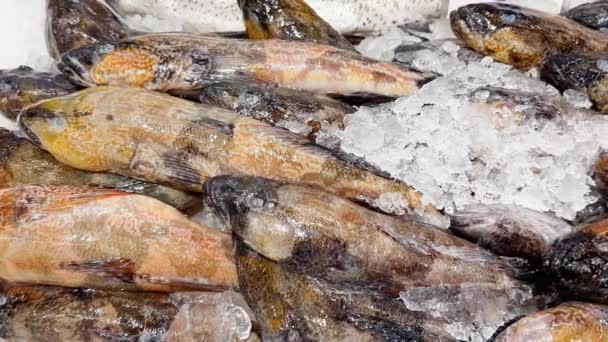 Fresh Fish Ice Store Counter Unhurried Camera Movement — Stockvideo