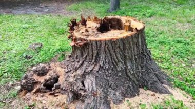 Large stump of felled old tree rotting from inside.