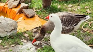 Very large domestic geese in backyard of house.