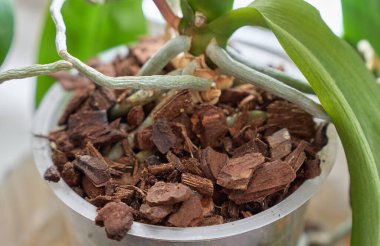Root of orchid flower in pot with special soil from bark of plants.