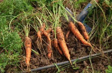 Harvest of carrots of different shapes and sizes grown on garden plot lies on ground.
