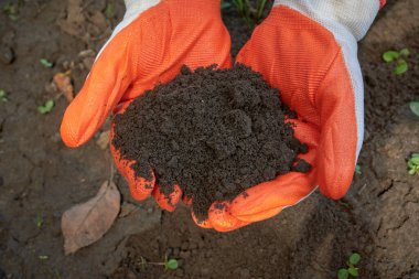 Gloved hands holding handful of fertile brown earth.