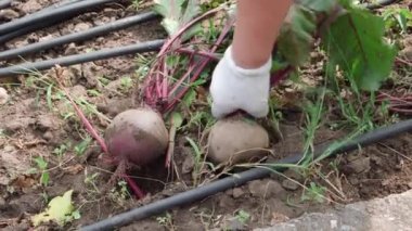Eldiven giymiş bir kadının eli topraktan çıkar bahçede yetişen tatlı pancarlar.