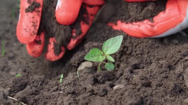 農家の手はちょうど地面に植えられた苗の世話を慎重にする — ストック動画