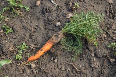 Çürümüş turuncu havuçlar bahçede yerde yatıyor...