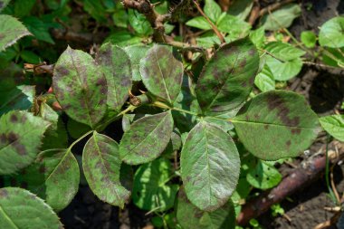 Lekelerle kaplı gül yaprakları hastalığı..