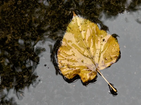 Umgestürztes Gelbes Blatt Pfütze Herbst — Stockfoto