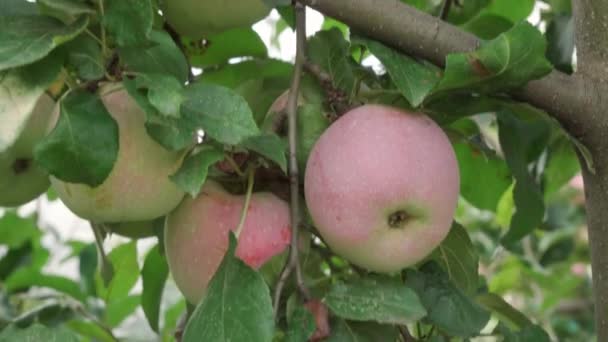 木にはりんごが生え その中に腐ったものや腐ったものがあります カメラは枝に沿ってゆっくりと動き — ストック動画
