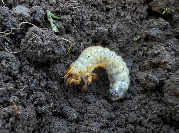 The larva of the May beetle in fertile soil..