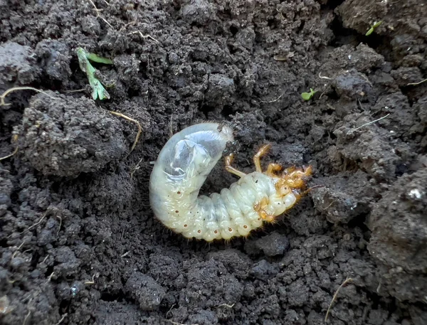 A white beetle larva on black earth, a plant pest in the garden..