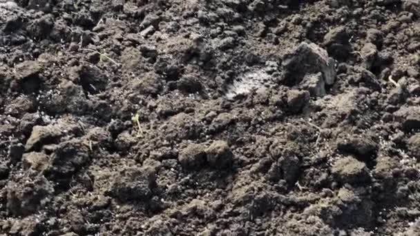 Obróbka Gleby Nawożenie Granulowanymi Nawozami Organicznymi — Wideo stockowe