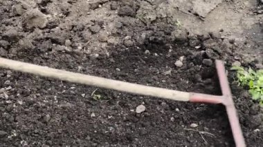 Bahçede bir tırmıkla toprak hazırlığı...
