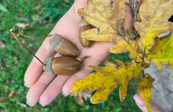 Yellowed Oak Leaves Acorns Female Hand — Stock Photo, Image