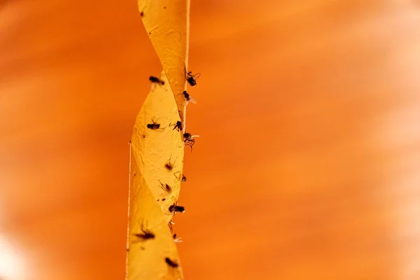 Dead flies on sticky tape, orange background..