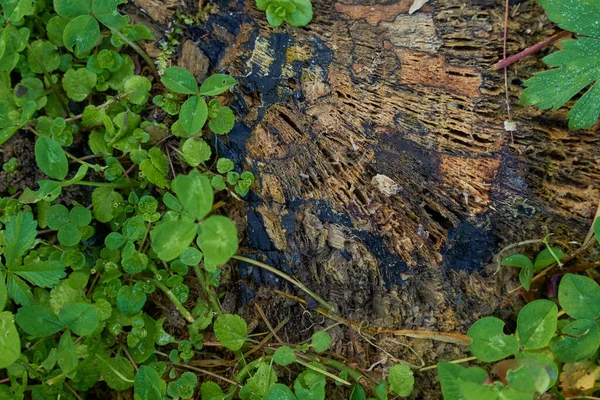 老旧的烂树桩 绿叶环绕 — 图库照片