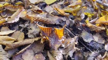 Ormanda mantar topluyorum. Kamera yüzeyi takip eder, büyüyen bir mantarın bir kadının elinden alınmasıyla durur...