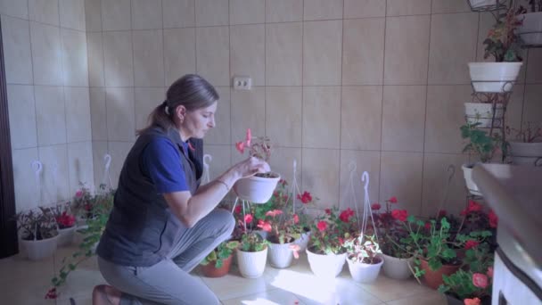 Una Mujer Cuida Las Flores Gusta Cultivar Plantas — Vídeos de Stock