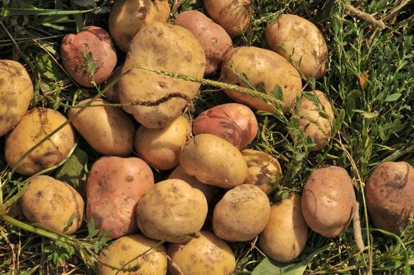 Patates.