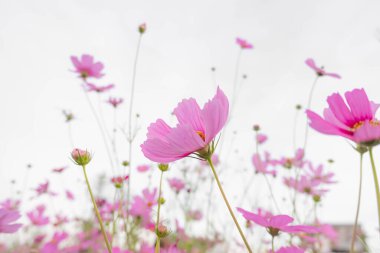 Pembe Kozmos çiçekleri beyaz arka planda bahçede. Güzel pastel renk çiçek arkaplanı