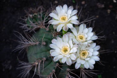 Açık sarı çiçekli bir tencere jimnastik kaktüsü.