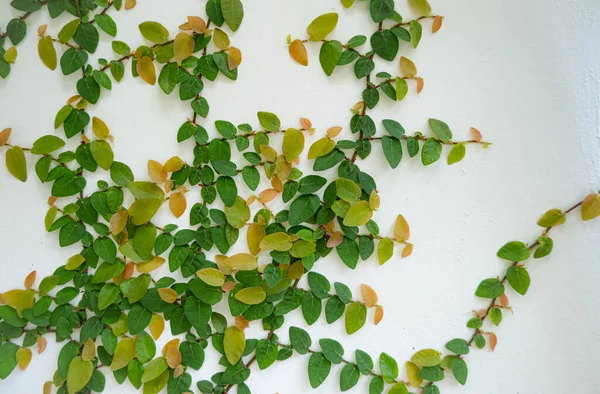 Zelený List Ivy Přes Bílou Zeď Pozadí Plíživé Fík — Stock fotografie