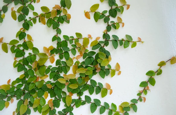 Hoja Verde Hiedra Sobre Fondo Blanco Pared Higo Rastrero —  Fotos de Stock