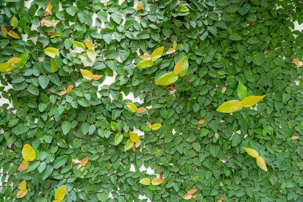 Groen Blad Klimop Witte Muur Achtergrond Kruipende Vijg — Stockfoto