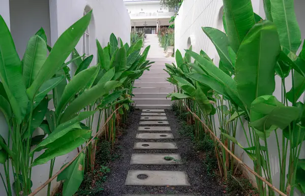 Hoja Verde Jardín Tropical Con Camino Bloque Cemento Cafetería Resort —  Fotos de Stock