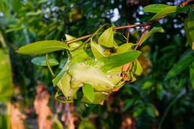 Kırmızı Karınca Yuvası ağaçta güneş ışığıyla