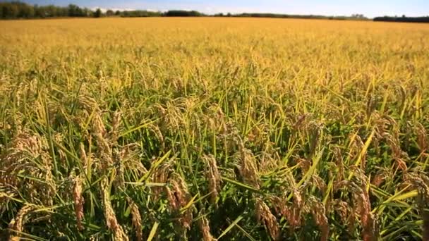 Close-up panning shot of a rice field in summer season — Stock Video