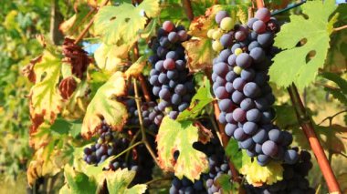 kırmızı üzüm demet.