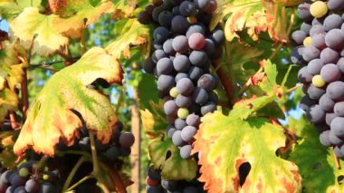 kırmızı üzüm demet.