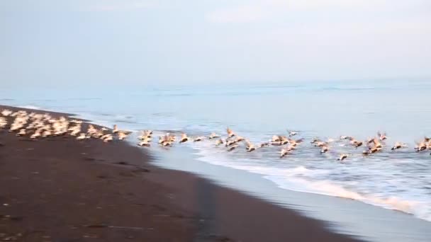 Uno stormo di uccelli marini ghiacciati prende il volo da una spiaggia della costa sud-occidentale dell'Islanda . Filmato Stock