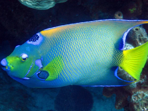 Koningin angelfish — Stockfoto