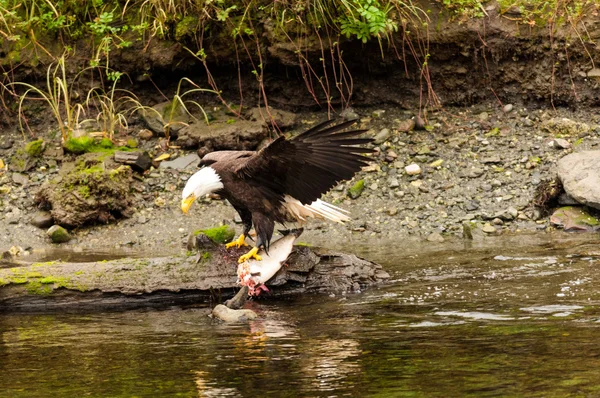 Bald eagle 1 vissen Rechtenvrije Stockfoto's