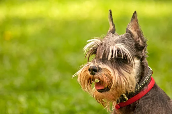 Dwergschnauzer hond portret — Stockfoto