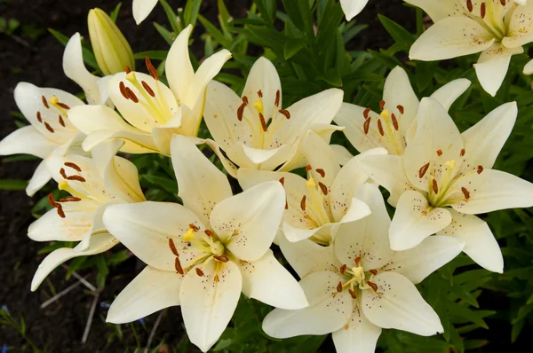 Growing yellow lilies — Stock Photo, Image