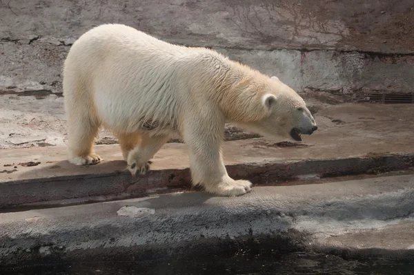 Polar white bear Stockfoto