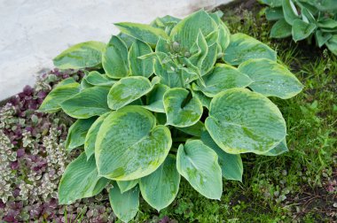 Hosta bitki tomurcukları ile