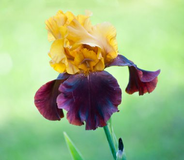 Iris