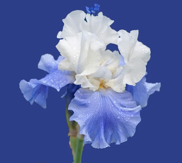 Blauwe en witte iris geïsoleerd op blauw — Stockfoto