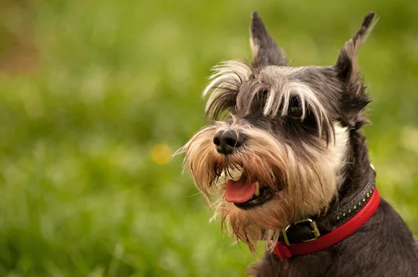 Miniatura schnauzer perro retrato — Foto de Stock