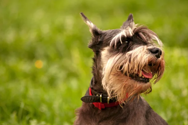 Dwergschnauzer hond portret — Stockfoto