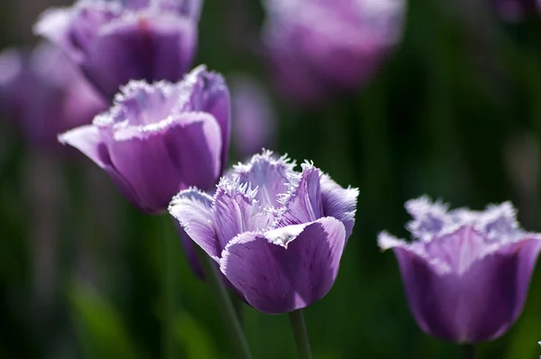 Tulipanes violetas —  Fotos de Stock