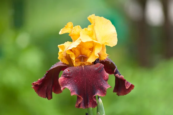 Iris amarillo y violeta sobre fondo verde — Foto de Stock