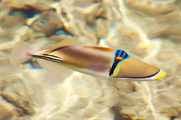 Picasso fish at the Red Sea — Stock Photo, Image