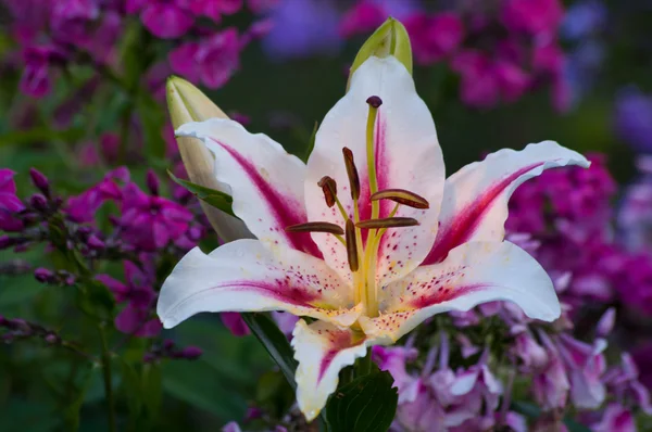 Tiger woods lily — Stock Photo, Image